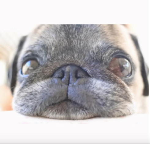 動物,犬,猫,しつけ,飼い方,育て方,病気,健康