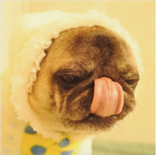 動物,犬,猫,しつけ,飼い方,育て方,病気,健康