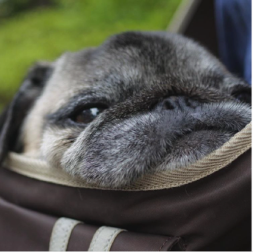 動物,犬,猫,しつけ,飼い方,育て方,病気,健康