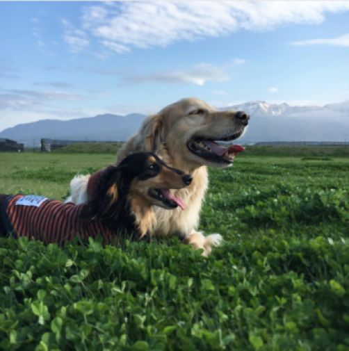 動物,犬,猫,しつけ,飼い方,育て方,病気,健康