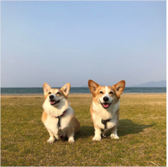動物,犬,猫,しつけ,飼い方,育て方,病気,健康