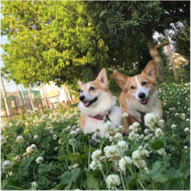 動物,犬,猫,しつけ,飼い方,育て方,病気,健康