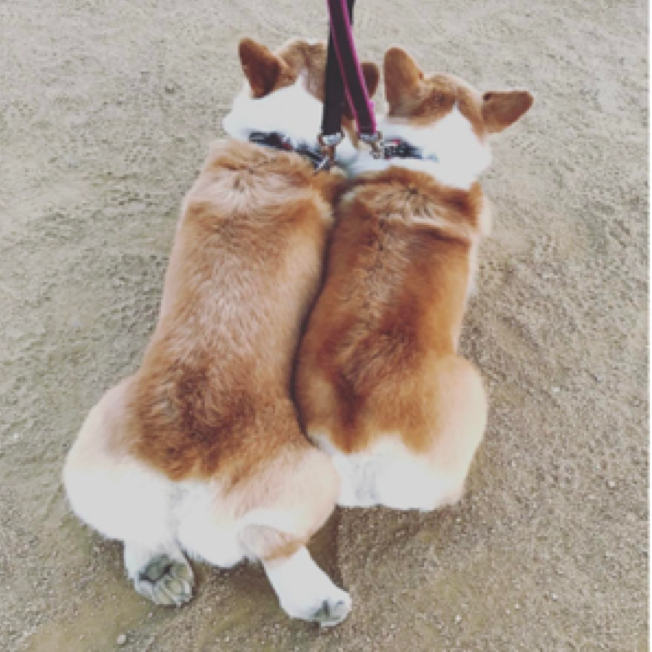 動物,犬,猫,しつけ,飼い方,育て方,病気,健康