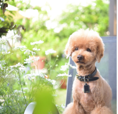 動物,犬,猫,しつけ,飼い方,育て方,病気,健康