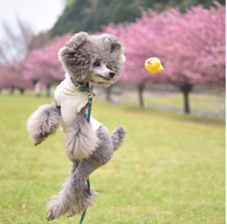 動物,犬,猫,しつけ,飼い方,育て方,病気,健康