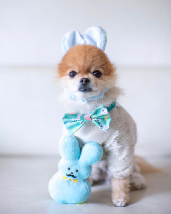 動物,犬,猫,しつけ,飼い方,育て方,病気,健康