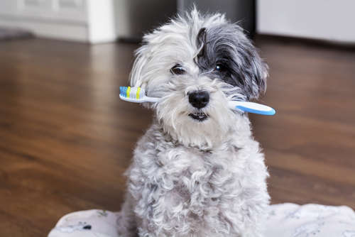 動物,犬,猫,しつけ,飼い方,育て方,病気,健康