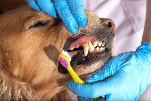 動物,犬,猫,しつけ,飼い方,育て方,病気,健康