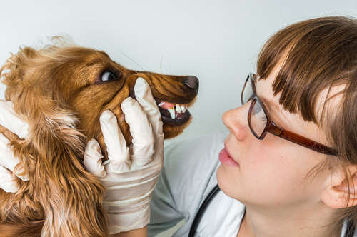 動物,犬,猫,しつけ,飼い方,育て方,病気,健康
