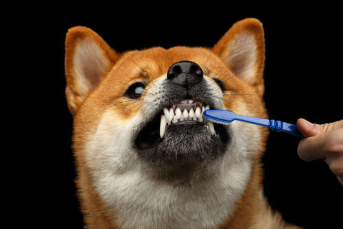 動物,犬,猫,しつけ,飼い方,育て方,病気,健康
