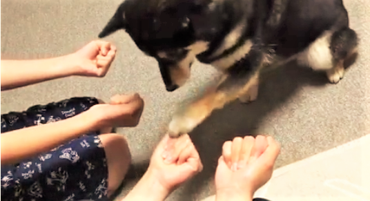 おやつが、なかなか見つからない → この後、柴犬の見つけた『正解』がかわいすぎた(*´艸`*)!