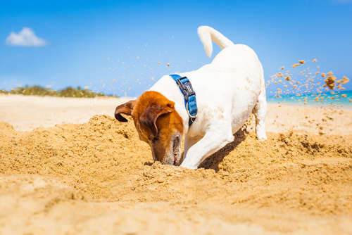 動物,犬,猫,しつけ,飼い方,育て方,病気,健康