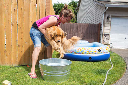 動物,犬,猫,しつけ,飼い方,育て方,病気,健康