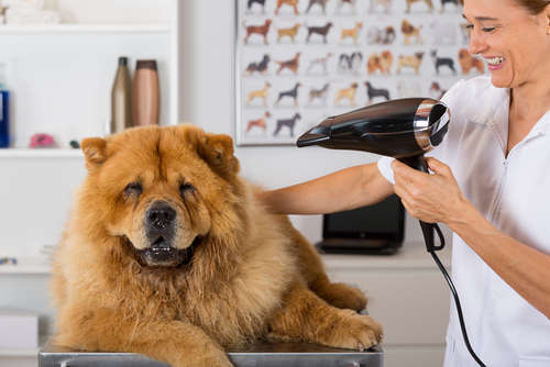 動物,犬,猫,しつけ,飼い方,育て方,病気,健康