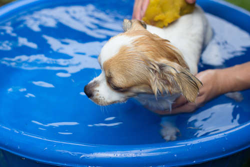 動物,犬,猫,しつけ,飼い方,育て方,病気,健康