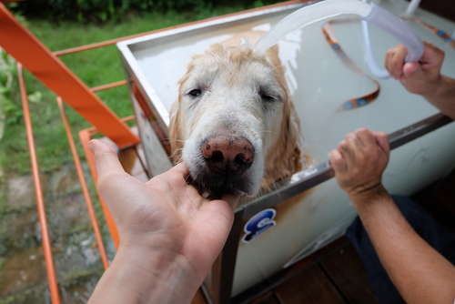 動物,犬,猫,しつけ,飼い方,育て方,病気,健康