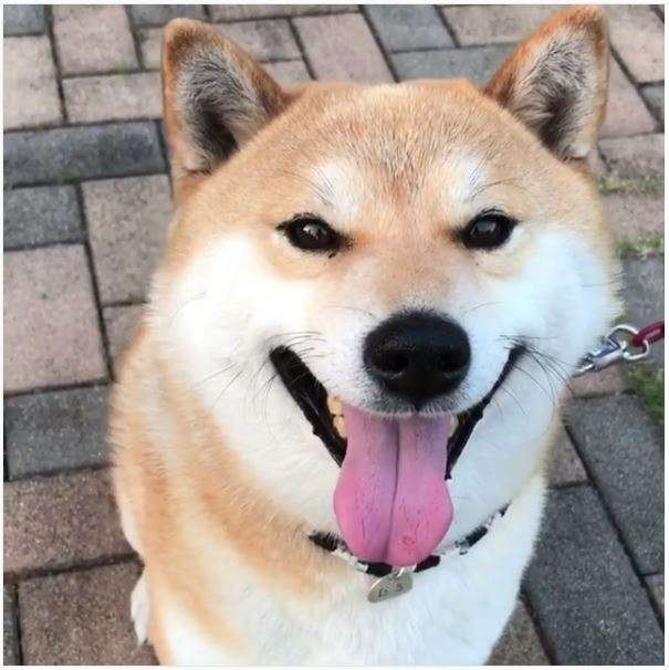 【忠犬だ♡】飼い主さんを見つけると、笑顔で近づいてきてくれる柴犬のかわいさ…(〃∇〃)♡
