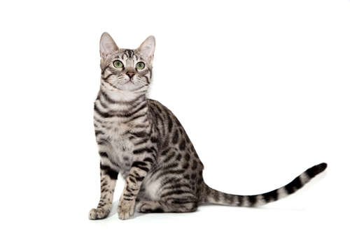 動物,犬,猫,しつけ,飼い方,育て方,病気,健康