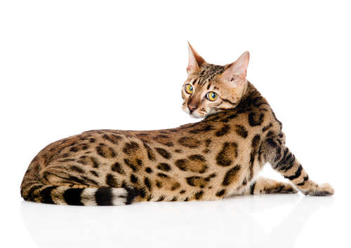 ベンガルってどんな猫? 歴史や体の特徴について