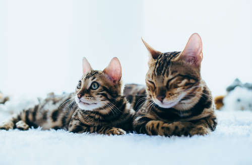 動物,犬,猫,しつけ,飼い方,育て方,病気,健康
