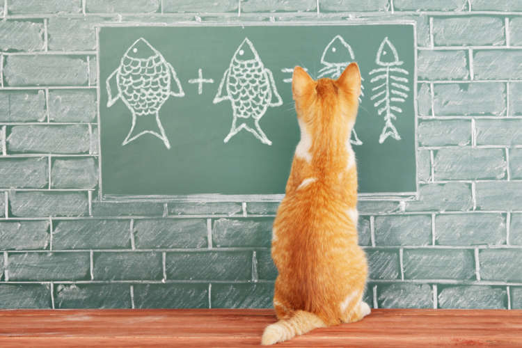 2017年7月~9月、見逃せにゃい【猫イベント】を紹介