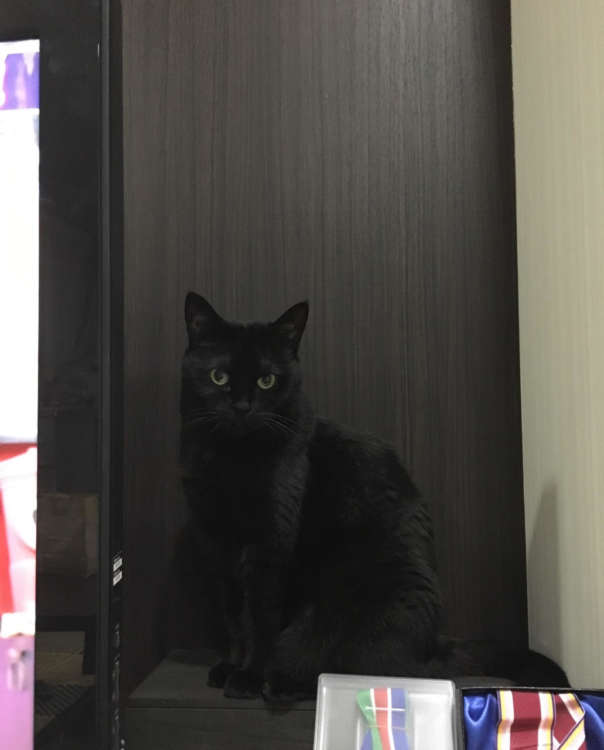 動物,犬,猫,しつけ,飼い方,育て方,病気,健康