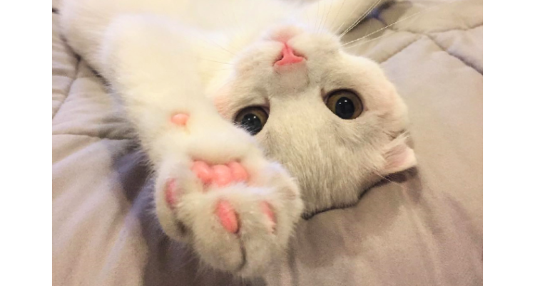 【もう、この子の言いなりです 】投げ出されたピンクの肉球に…トキメキがとまらない(//ω//)♡8枚