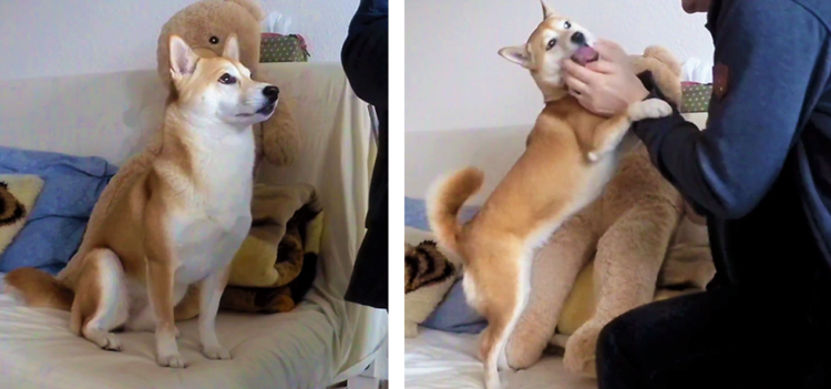 パパに「遊びたい視線」を送りつづける柴犬♡ → 遊びが始まった途端、テンションが爆発ッ(∩´∀`)∩