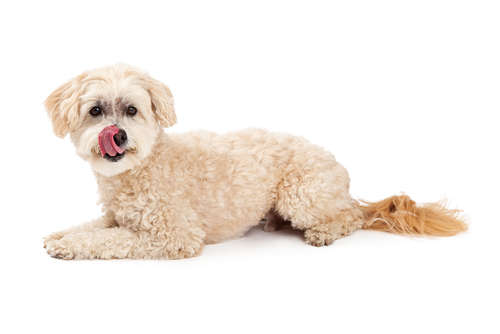 動物,犬,猫,しつけ,飼い方,育て方,病気,健康