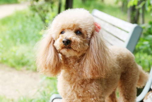 動物,犬,猫,しつけ,飼い方,育て方,病気,健康