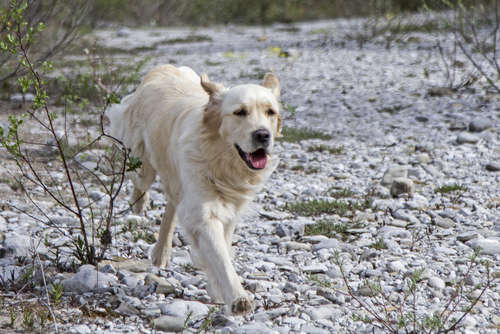 動物,犬,猫,しつけ,飼い方,育て方,病気,健康