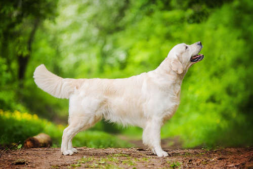動物,犬,猫,しつけ,飼い方,育て方,病気,健康