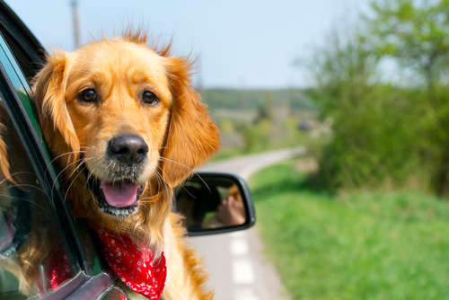 動物,犬,猫,しつけ,飼い方,育て方,病気,健康