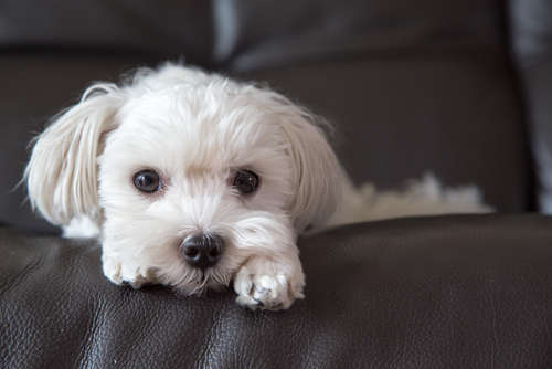 動物,犬,猫,しつけ,飼い方,育て方,病気,健康