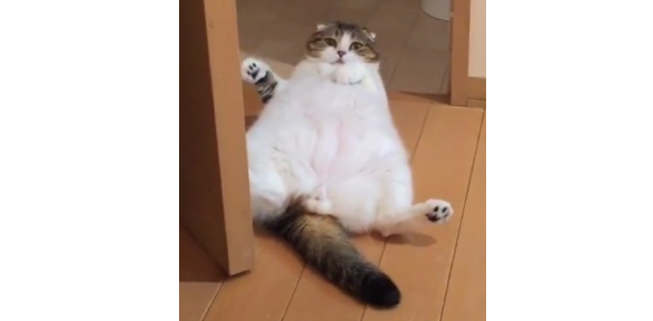 【トイレの前で通せんぼ♡ 】微妙な場所で、くつろぐ愛猫。こんな時、あなたならどうする… |д゚) 笑