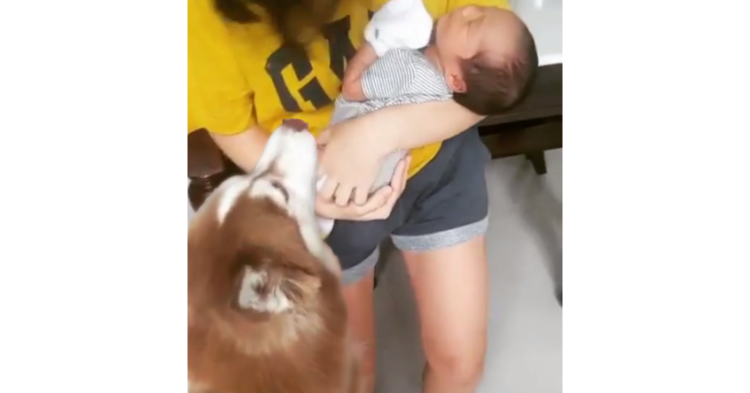 【赤ちゃんがやってきた♪】新しい家族に挨拶をするハスキー。優しい「こんにちは」にホッコリ…♡
