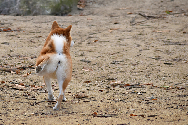 犬が骨折したときに見られる症状とサイン