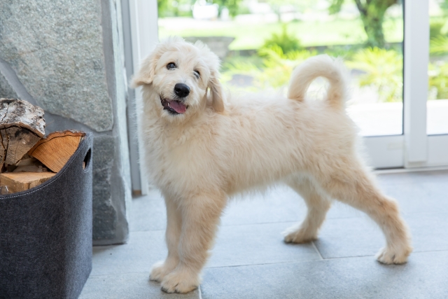 人気ミックス犬6種別！しつけで気をつけたいポイント