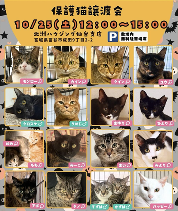 北州ハウジング仙台支店にて『保護猫譲渡会』