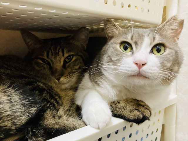 猫が隠れたがるのはなぜ？3つの主な理由