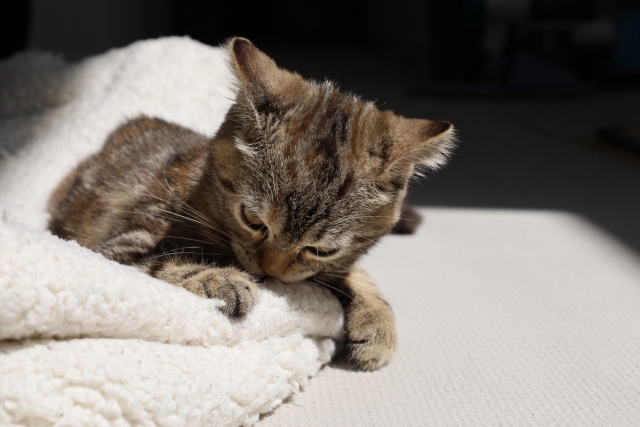 猫のウールサッキング5大原因