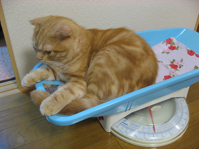 猫が関節炎になる主な原因とは