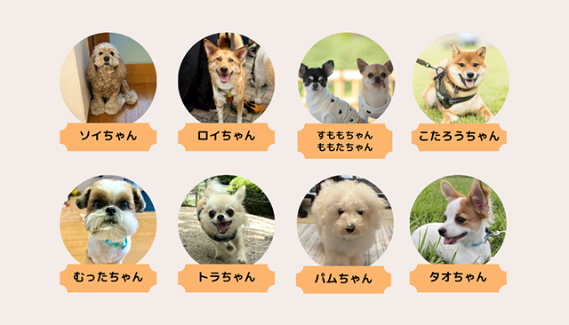部員紹介｜犬とのくらし部