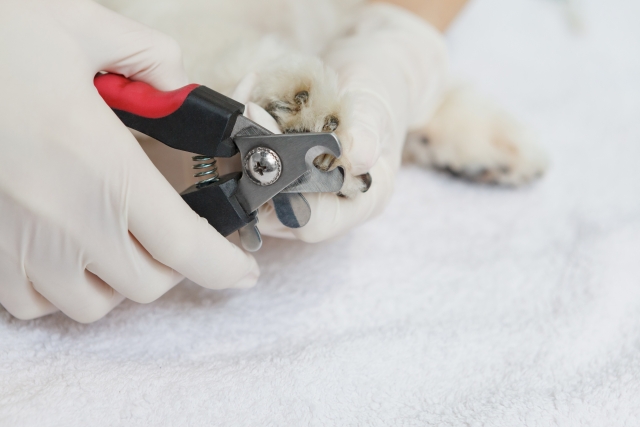 犬の爪切りは月に1～2回が適切