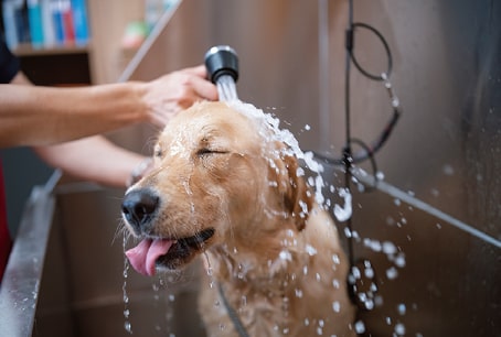 愛犬のシャンプーには「WHOLE IN ONE」のシャワーアダプターがおすすめ