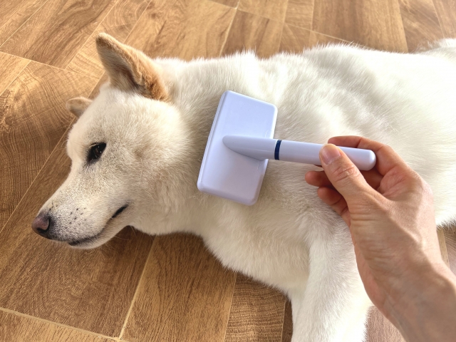 柴犬の抜け毛対策の基本となる正しいブラッシング方法
