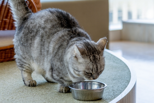 ミヌエットの性格に合った暮らし方・住環境の工夫