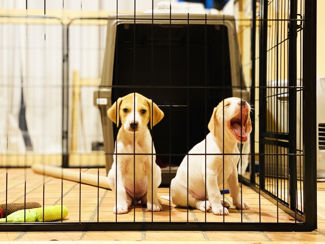 犬同士のストレスを減らす空間設計のポイント