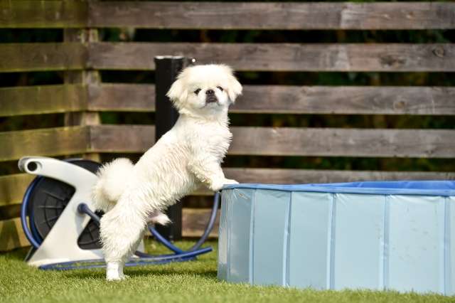 ペキニーズのトリミングはサロンと自宅ケアを組み合わせましょう