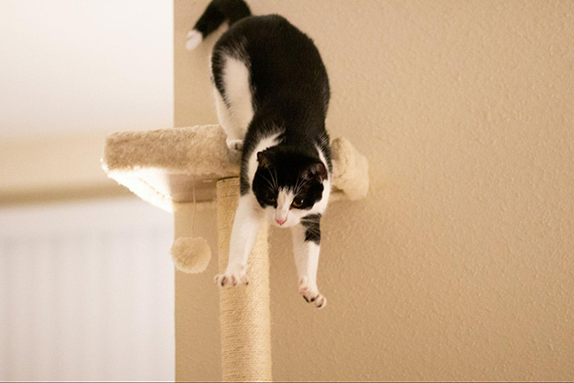 大型猫にキャットタワーが必要な理由
